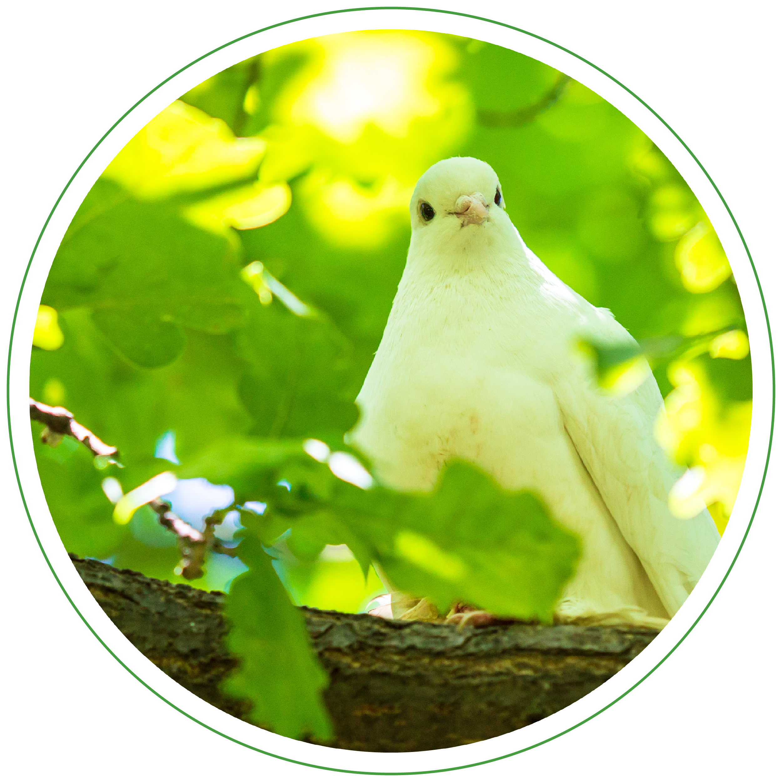 Cinerario Nuestros Parques